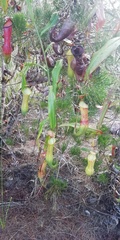 Nepenthes philippinensis