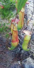 Nepenthes philippinensis