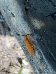 Elytroleptus ignitus