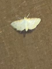 Polygrammodes flavidalis