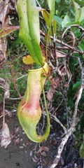 Nepenthes philippinensis