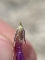 Penstemon thompsoniae thompsoniae