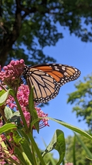Danaus plexippus