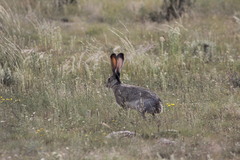 Lepus californicus asellus