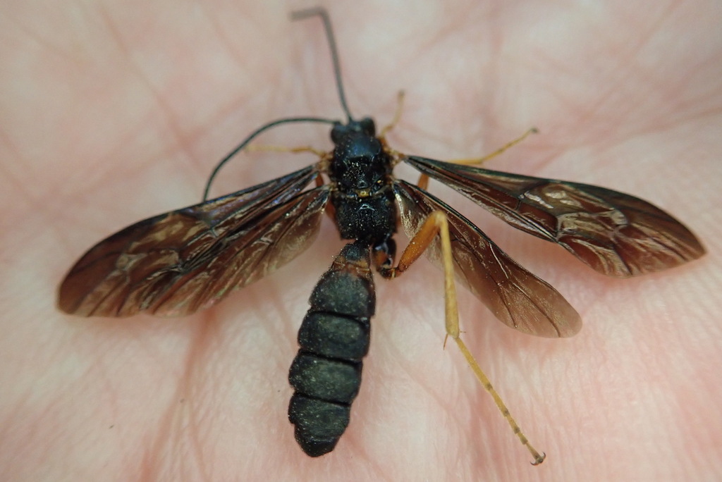 Trogus fulvipes