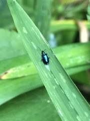 Lebia viridis