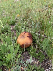 Boletus rubriceps