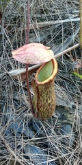 Nepenthes philippinensis