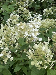 Hydrangea petiolaris