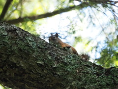 Tamiasciurus hudsonicus abieticola