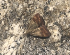 Pyrausta semirubralis