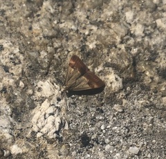 Pyrausta semirubralis