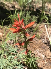 Castilleja patriotica