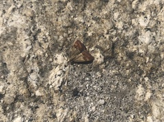 Pyrausta semirubralis