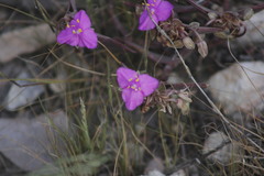 Callisia navicularis