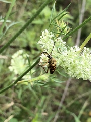 Typocerus