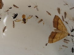 Phyllonorycter blancardella