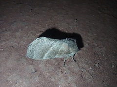 Lepidoptera