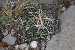 Echinofossulocactus lloydii