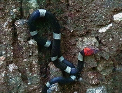 Pseudoleptodeira latifasciata