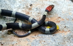 Pseudoleptodeira latifasciata