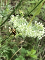 Typocerus