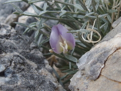 Astragalus panamintensis
