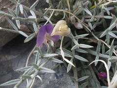 Astragalus panamintensis