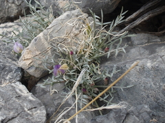 Astragalus panamintensis