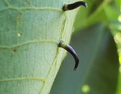 Caryomyia subulata
