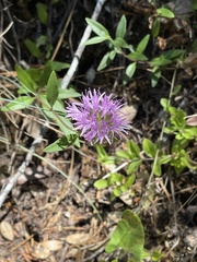 Monardella purpurea