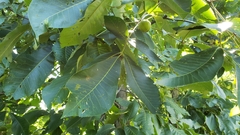 Caryomyia subulata