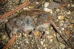Antechinus mimetes