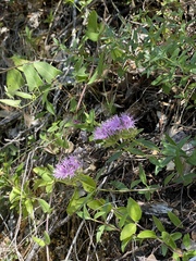 Monardella purpurea