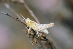 Melanoplus cinereus