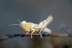 Melanoplus cinereus