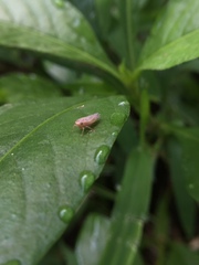 Cicadellidae