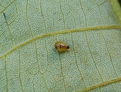 Caryomyia eumaris