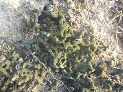 Callyspongia subarmigera