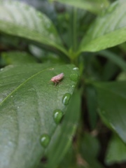 Cicadellidae