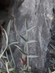 Astragalus panamintensis