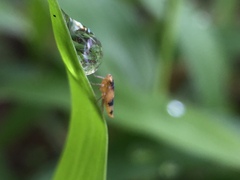 Cicadellidae