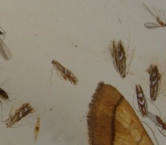 Phyllonorycter blancardella