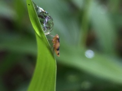 Cicadellidae