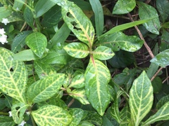 Alternanthera yellow vein virus