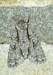 Acronicta hasta