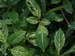 Alternanthera yellow vein virus