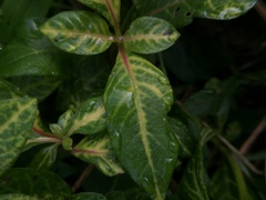 Alternanthera yellow vein virus