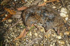 Antechinus mimetes