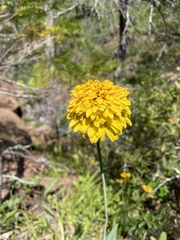 Rudbeckia glaucescens